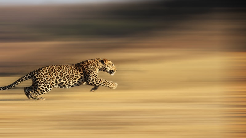 leopard running